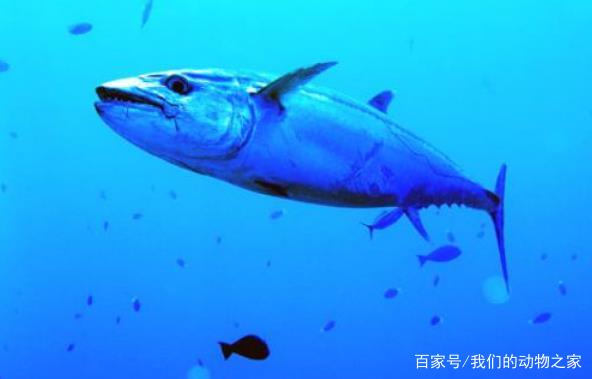 隐藏在科摩罗水下的猎食者,超500斤的狗牙金枪,网友:真要命