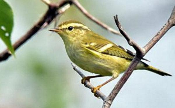 地球上10大声音最好听的鸣鸟,百灵鸟榜首,画眉第二,你爱听吗?