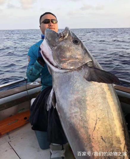 隐藏在科摩罗水下的猎食者,超500斤的狗牙金枪,网友:真要命