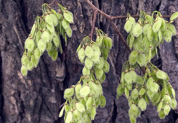 农村这种树木的果子,如今价值很高,若见到请珍惜|榆树|大自然|榆钱