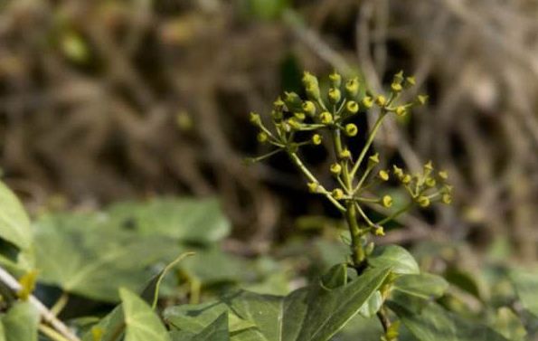 农村"上树蜈蚣"能活血通络,化瘀消肿,很多人都不了解!