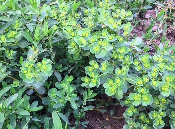 农村人称猫儿眼从前遍地都是无人采摘现在城里10元一斤