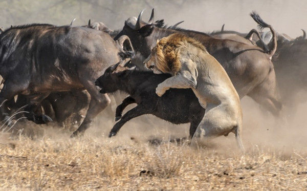 狮子捕猎牛崽遭母牛反击,随后发生的奇怪变化让人出乎意料