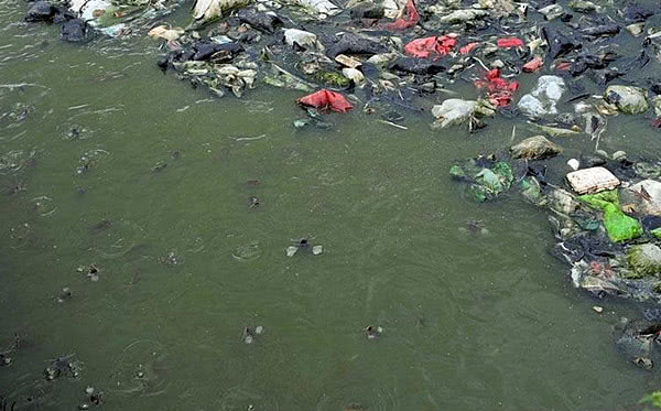 3种"垃圾鱼",你吃过几种?最后一种经常在餐桌上见到