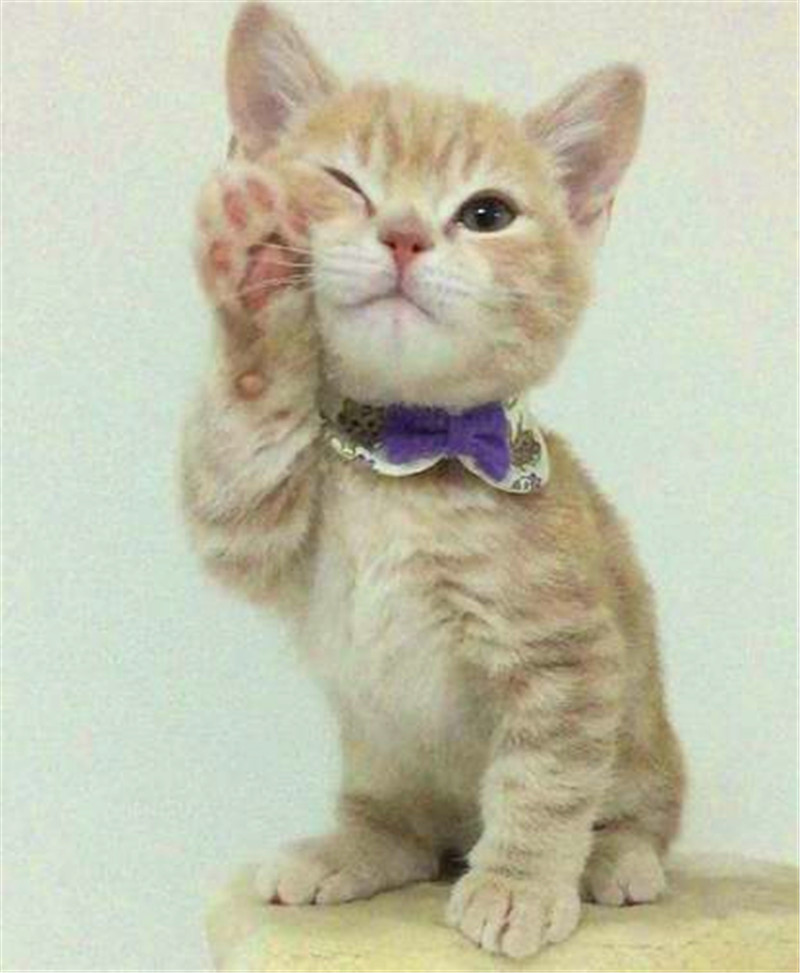 于是伸出小手爪给主人卖萌,似乎在说:主人,你看我这么干净可爱,不用