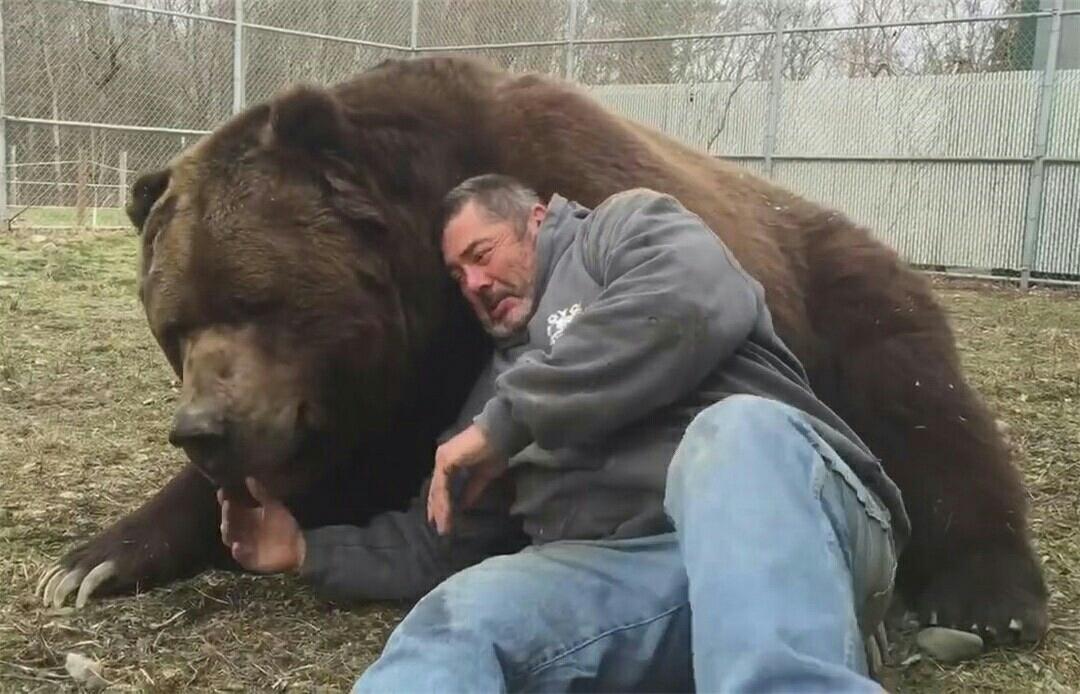 棕熊咬人图片