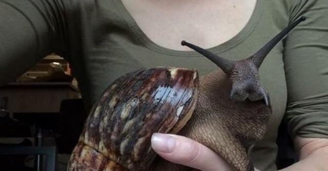 非洲饿到把蜗牛吃灭绝,一年疯狂消灭1.5吨,实力绝不输中国吃货