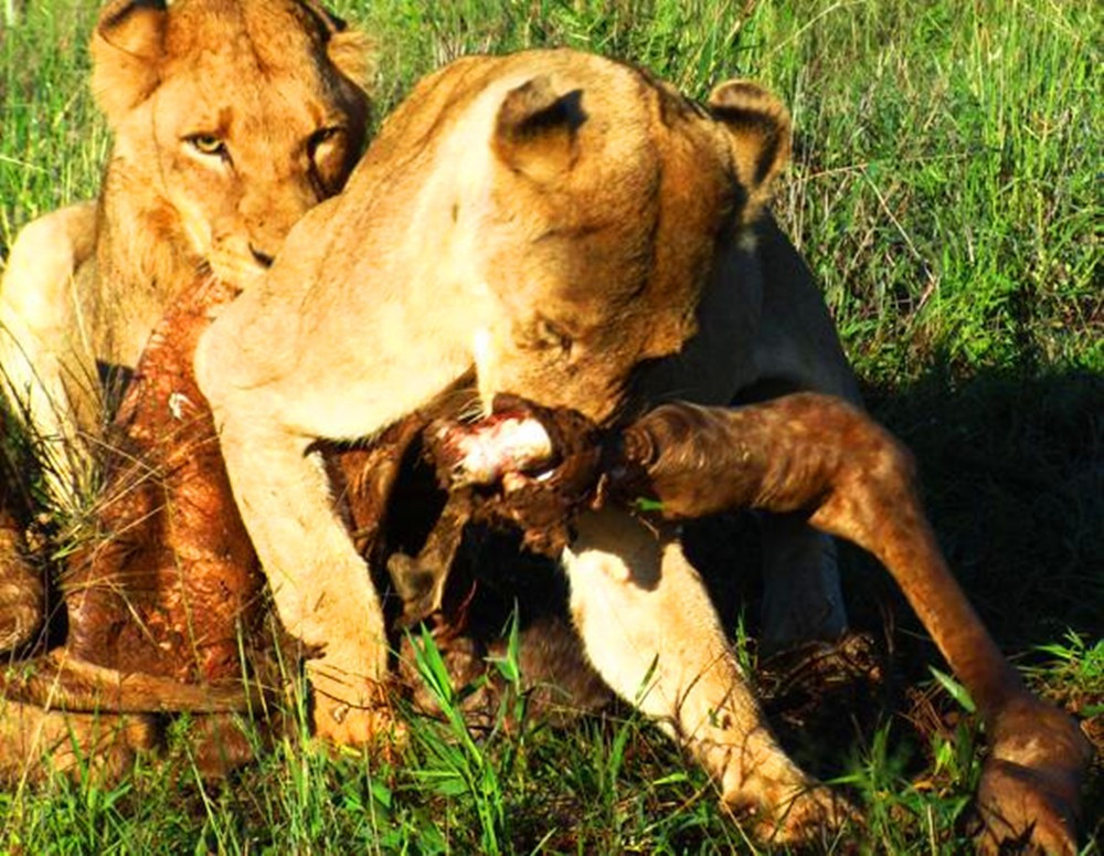 母狮大口吃肉,一脸惬意的表情实在销魂,真有这么好吃?