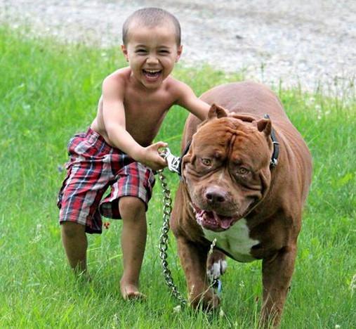 父母给小孩养了36只比特犬当玩伴,吓的网友掉下床!