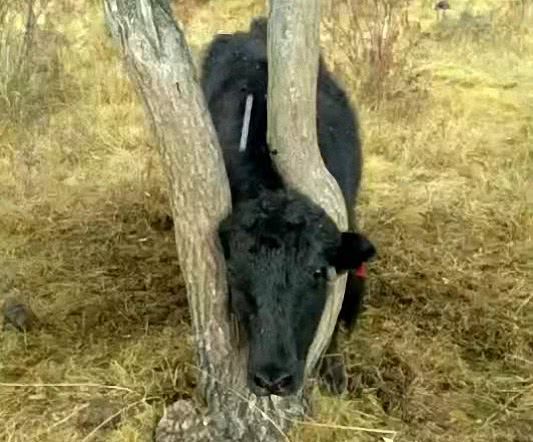 大黑牛你是卡在这里多少年了?这树都长歪了?