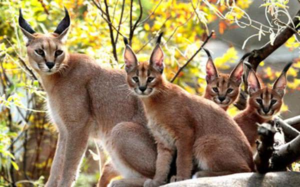 地球上10大禁止家养的名猫,第四狞猫,第十薮猫,有人敢养吗?