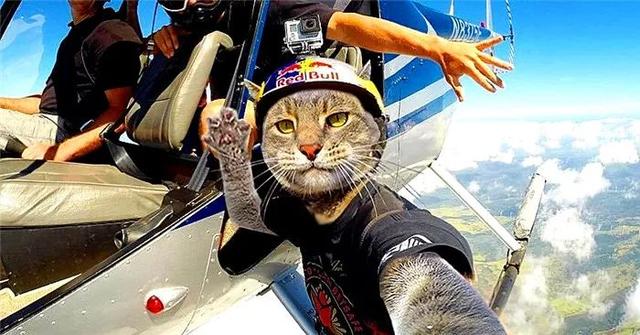 狸花猫以高价狗粮聘请黑保镖显白自身拍出高品质自拍照后扬名