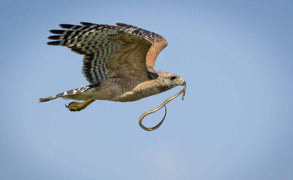 老鹰|爪子|猎物_新浪新闻