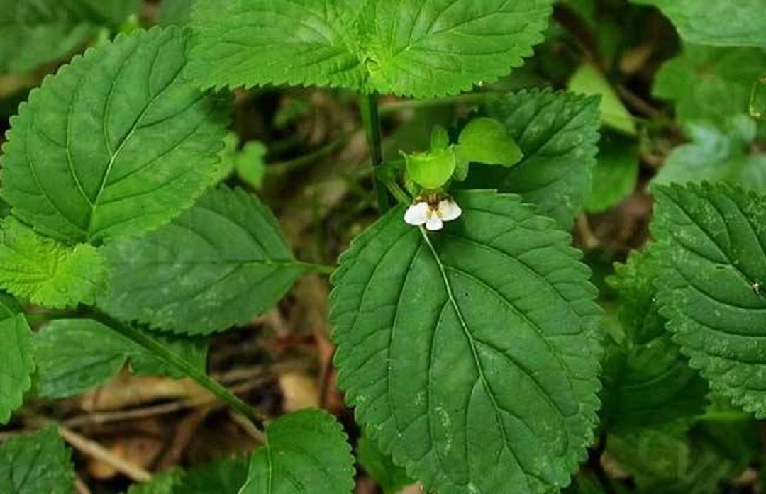 农村里边常见的野草,人称"蛇总管",不仅能治蛇咬,还不少用途