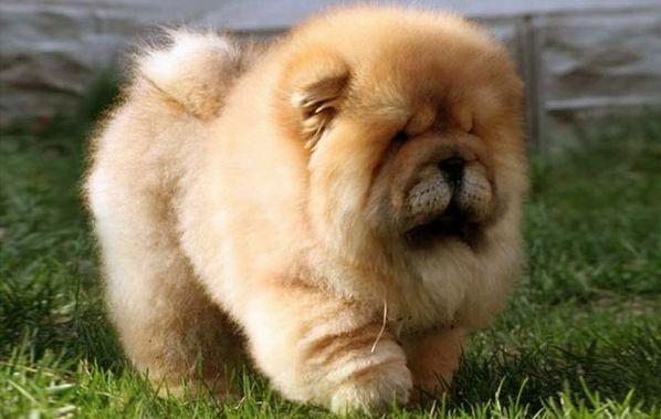 为什么现在的人都不养松狮犬?原因有6个!