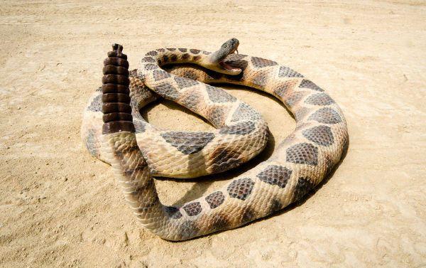 组图:动物世界最奇妙的动物尾巴,没想到尾巴还有这些用处!