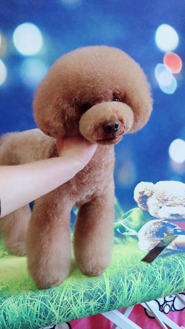 泰迪 比熊犬狗狗美容造型秀