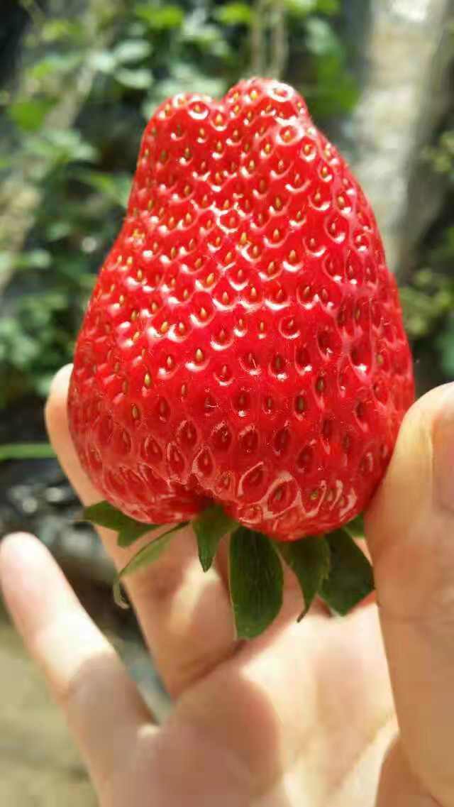 北京国青草莓采摘园果肉芳香柔软一口一颗的甜润满足感