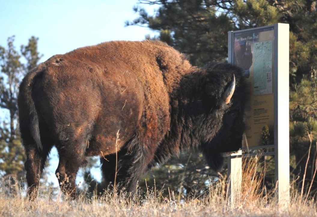 美国的国兽是什么不是白头鹰而是这种重达两千斤的草食动物