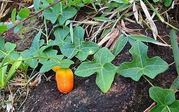 茅瓜的根部可以用作入药,具有清热解毒,活血祛瘀的功效,而且对于一些