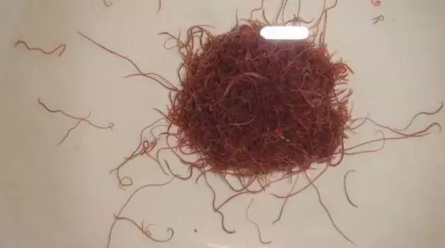 红线虫和红虫有什么区别 水中红线虫该怎么处理