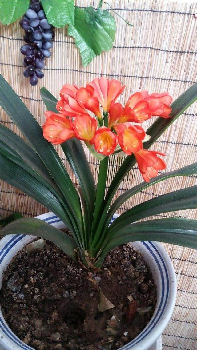老花友教你一招,君子兰能一年四季开花,养10年都不烂根不黄叶