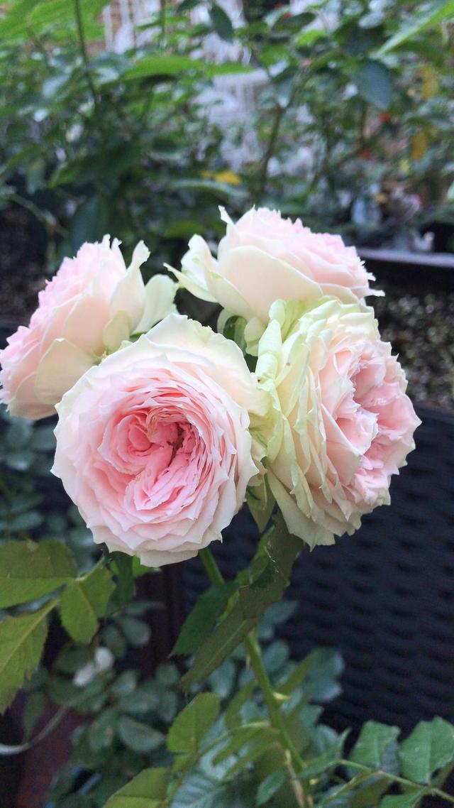 月季与一般的花卉不同几乎都需要进行修剪才能四季花繁叶茂