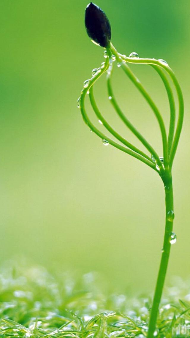 32张非常漂亮的微信7.0聊天背景图片大全 绿色护眼也适合做壁纸!