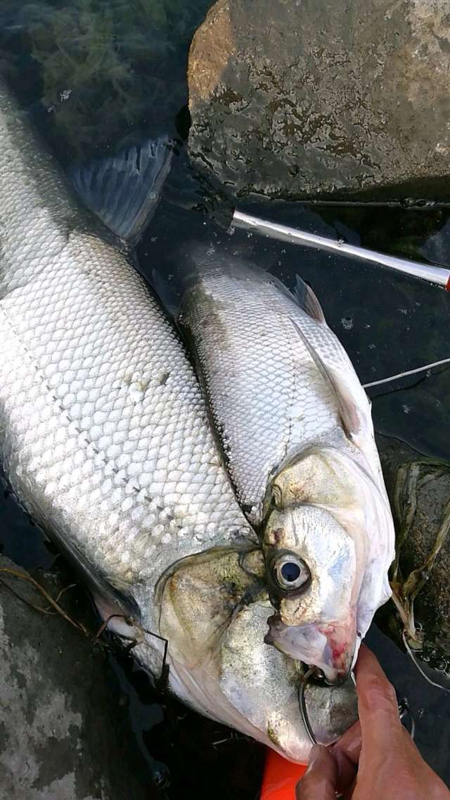 男子长江钓获巨型大白鱼,体长超1米,网友:两条价值上千