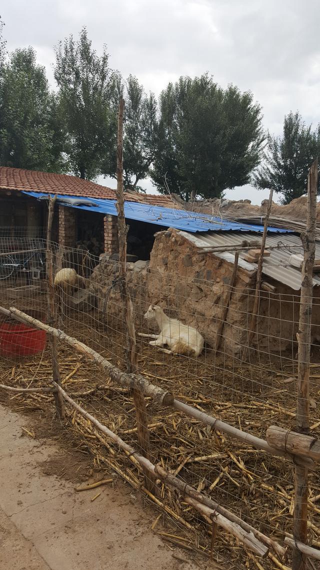 两年前骑行大同县(云州区)册田水库西沙窝村小记