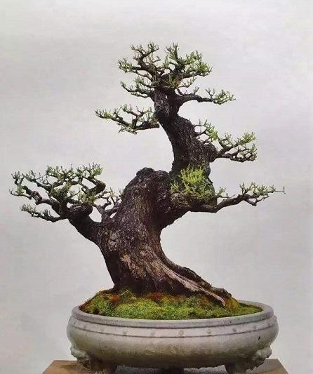 水松盆景的精髓在于造型,学会这三种造型方法,最美的一面就呈现