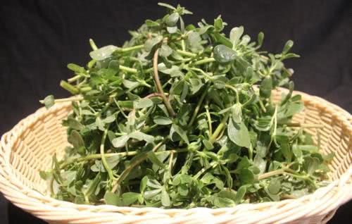 3,增强心肌,防治心脏病马齿苋富含的营养物质,可以促使血管收缩,提高