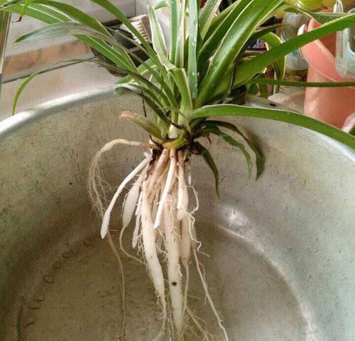 冬季养吊兰,一剪一施肥,匍匐茎猛冒99个,长得枝繁叶茂绿油油