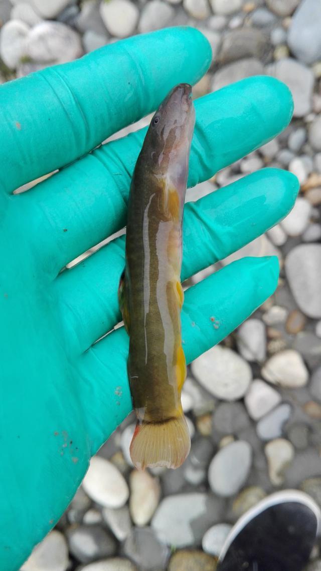 2,钓获地:四川-成都(雪水闽江流域) 饵料:蚯蚓/沙虫1,钓获地:湖北