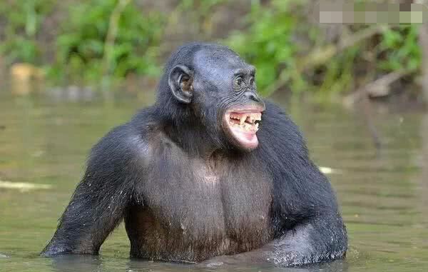 据说艾滋病起源于大猩猩,怎么传到人身上了?答