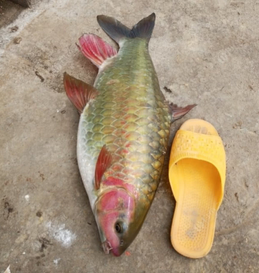 男子珠江钓获青鳞怪鱼,浑身"发红",疑似濒临灭绝的青竹鲤