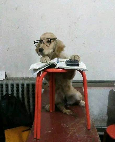 搞笑图片:狗狗还当上监考老师了啊,很斯文的样子呢