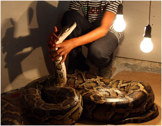 这些家庭饲养蟒蛇用以保护孩子,小女孩坐在蟒蛇身上笑逐颜开