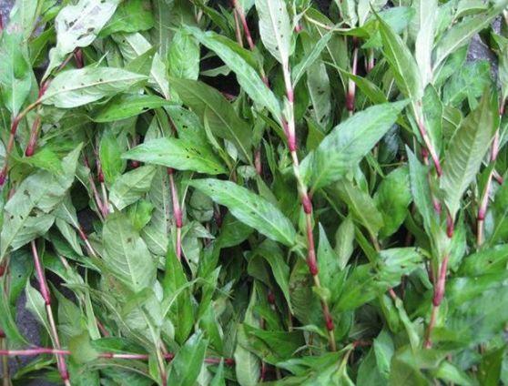 农村一种比辣椒还辣的野草,汁液能用来捕鱼还能酿酒,如今很珍贵