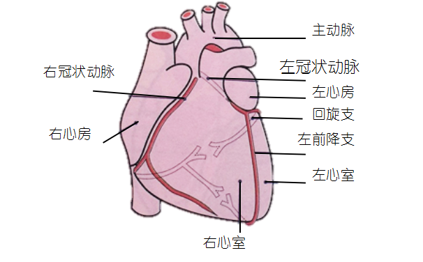 冠状静脉窦解剖图ppt图片