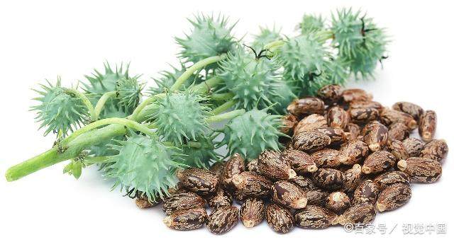 这植物种子看起来很美,须不知却是剧毒之物,0.2毫克就使人致命