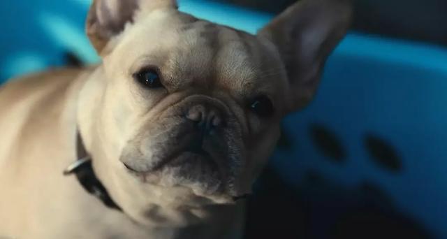 2019年第一部限制级漫改片,狂暴版疾速追杀,杀手救赎之路