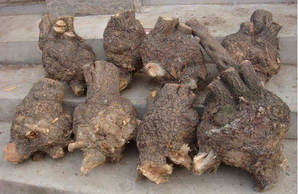 农村这种稀罕树,模样丑陋,却堪比玉石,一小块就能卖上千元|麻梨|疙瘩