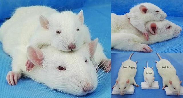 为什么科学家总是拿小白鼠做实验?