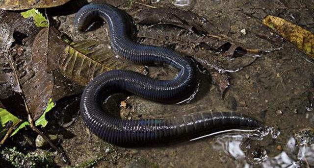 为什么大雨过后,很多蚯蚓会爬出来?看完也许你就明白了