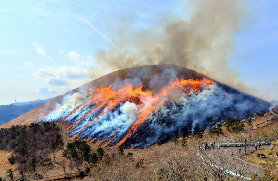 大火燒山野獸傷打一生肖(大火燒進野豬林是什麼生肖)