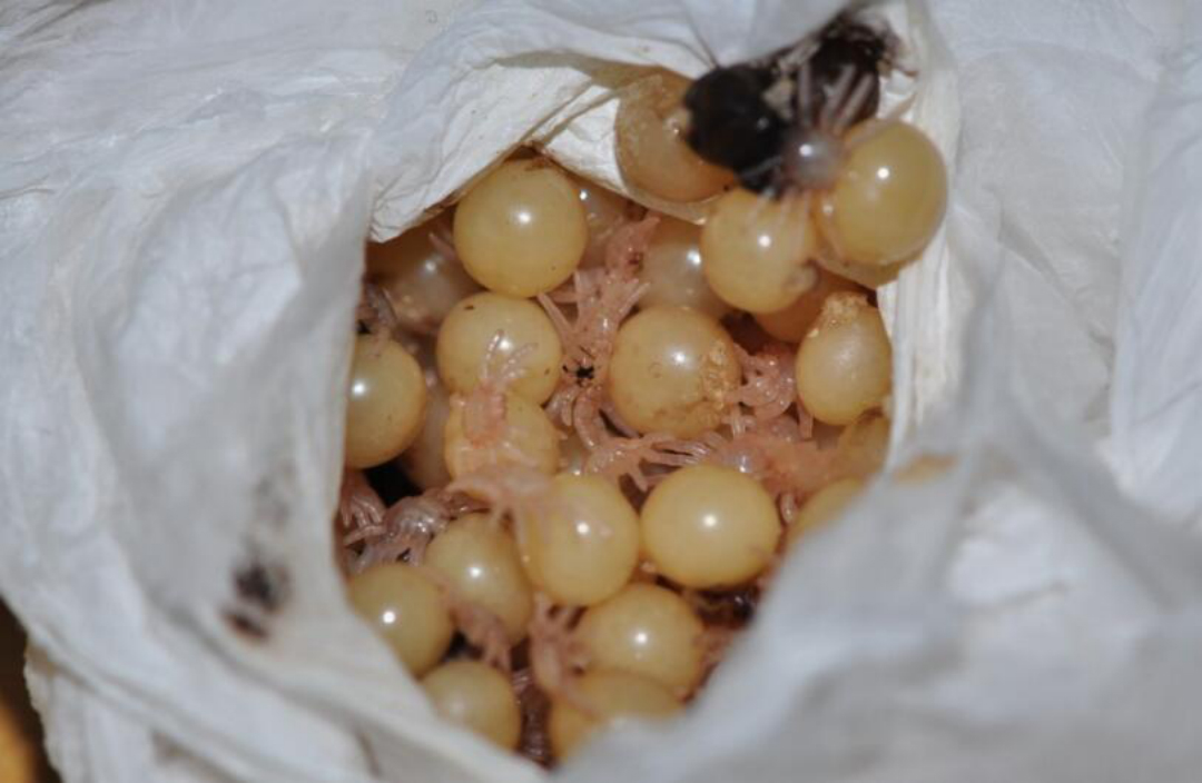 这种蜘蛛拥有类似哺乳动物的哺乳行为分泌乳液养育后代