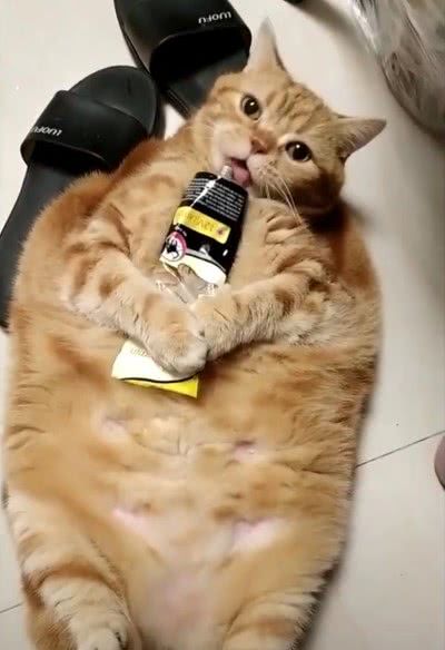 一只超胖的橘猫,连吃东西也要睡着,网友:说多少遍了别给猪染色