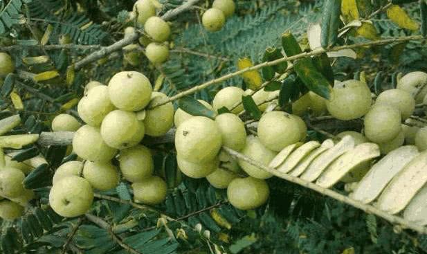 有这么一种"苦味"水果,营养价值很高!