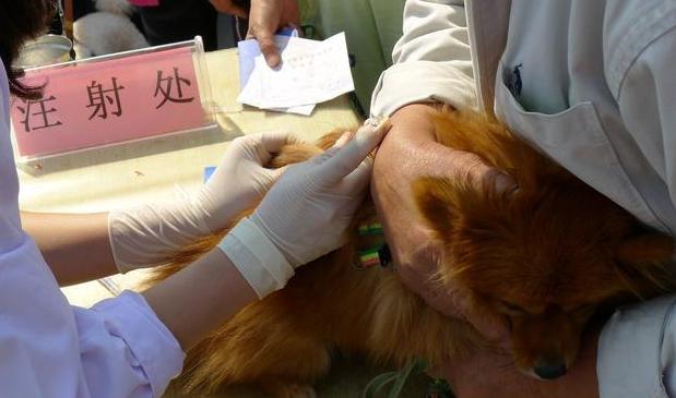 接种疫苗宝典,这些情况狗狗不能打,4大狗狗疫苗的接种禁忌